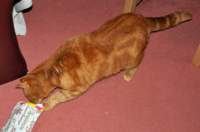 christmasday15_small.jpg