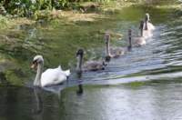 basingstokecanal8_small.jpg