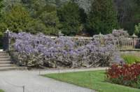 tyntesfield66_small.jpg