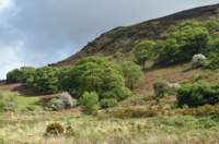 talyllynrailway10_small.jpg