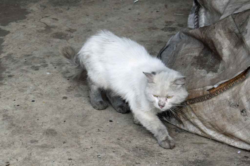 depotcat2018090801eastleighworks.jpg